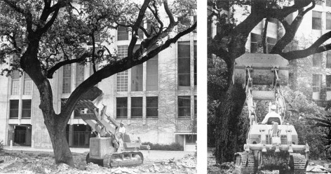 Stadium Tree Removal 1969
