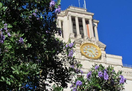ut-tower-texas-mountain-laurel